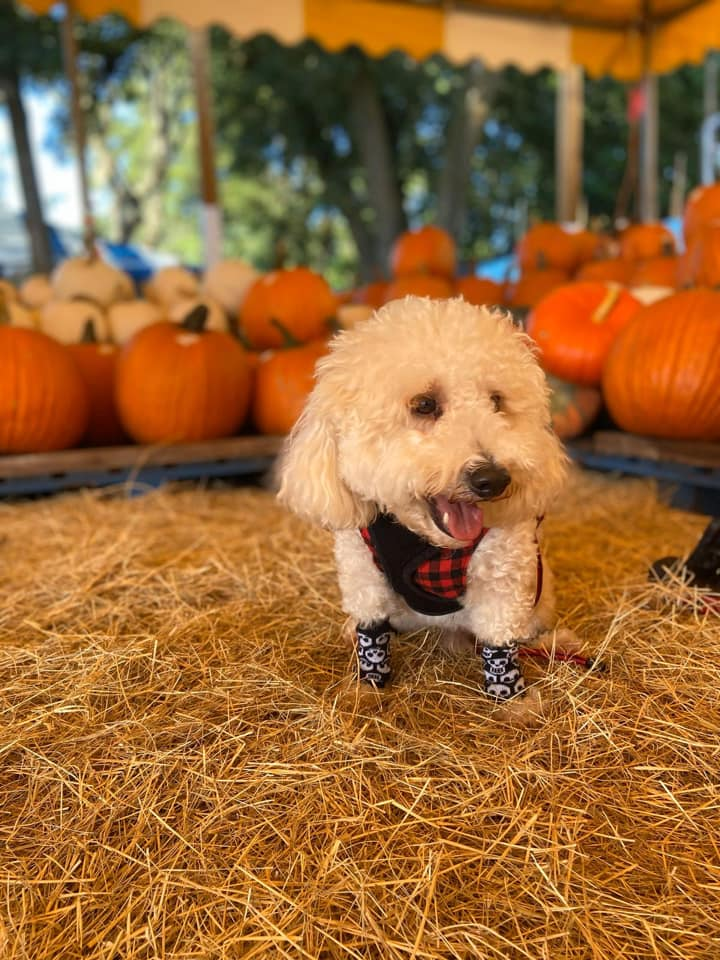 Alan's Bichon-Poo