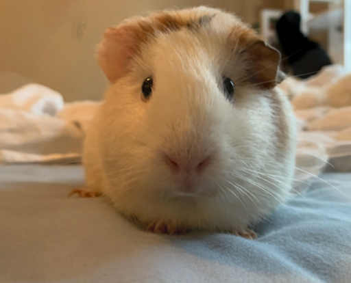 Penny, a guinea pig